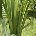 Palma trpasličia (Sabal Minor) - výška kmeňa 40-50 cm, celková výška 140-160 cm, kont. C130L (-20°C)